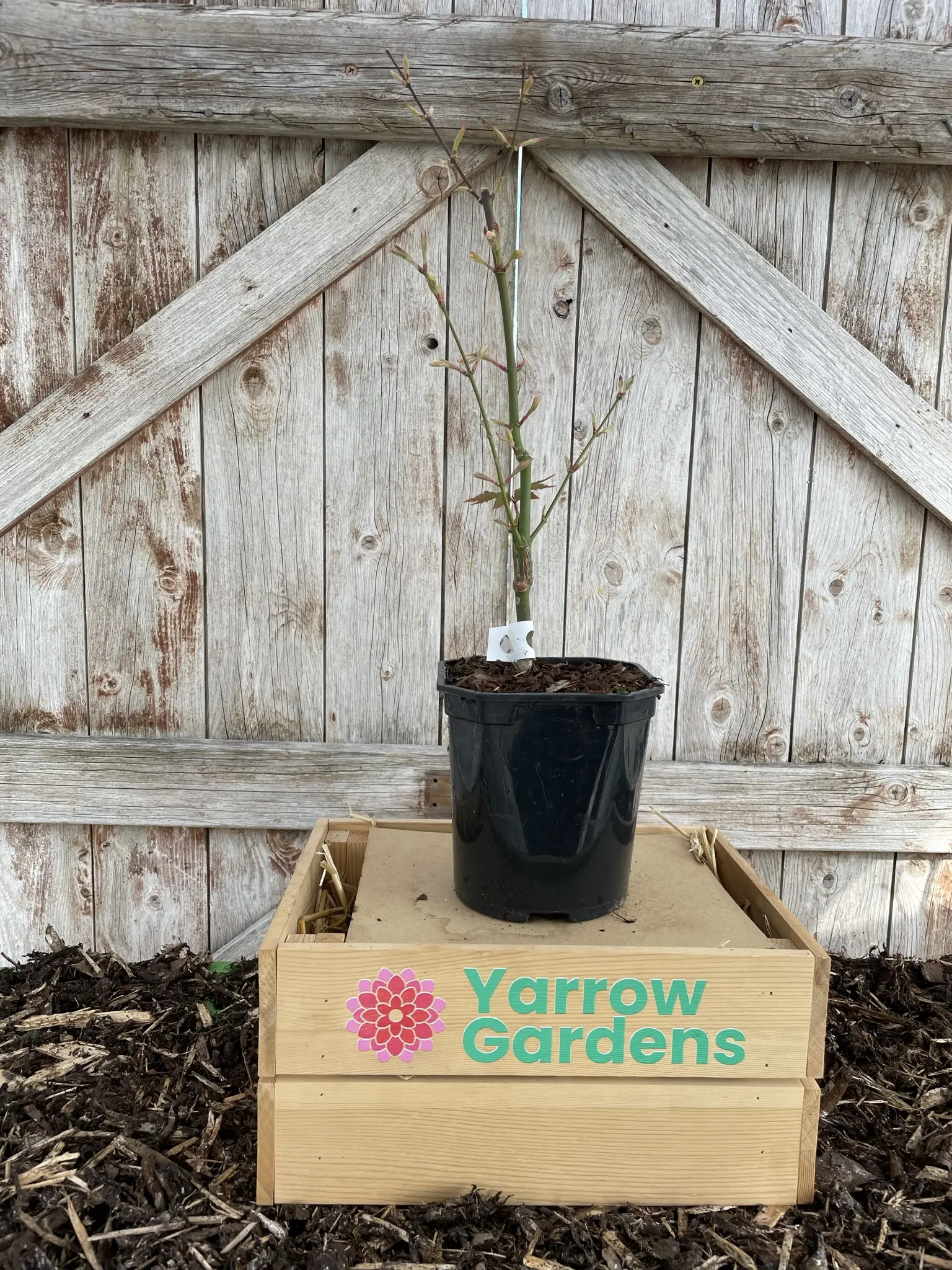 Japanese Maple Acer palmatum 'Uki-gumo' 60/80cm (3L) - Image 12