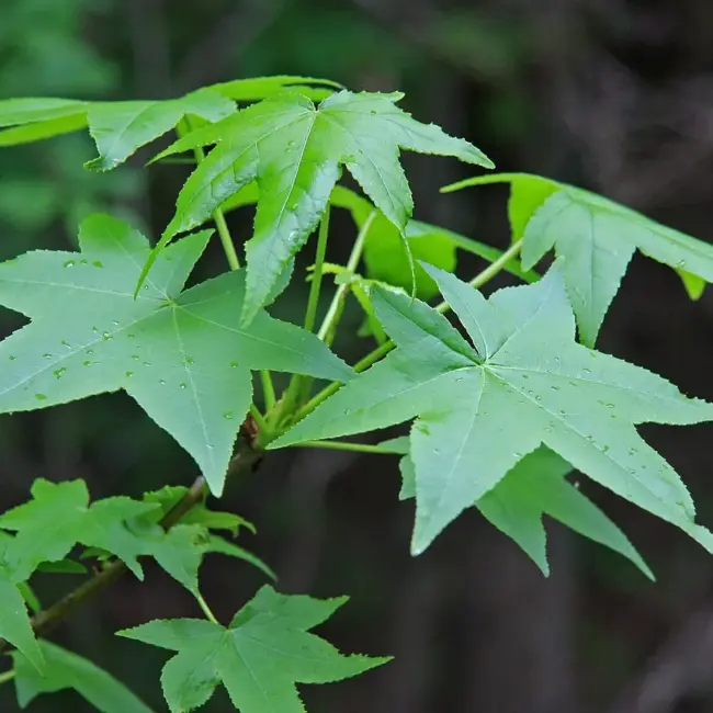 Sweet Gum Tree 60/80cm (2L) - Image 9