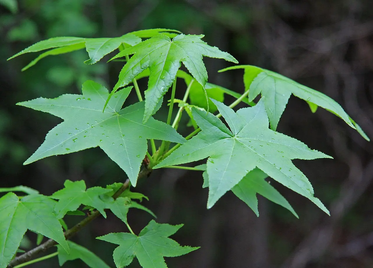 Sweet Gum Tree 40/60cm (2L) - Image 10