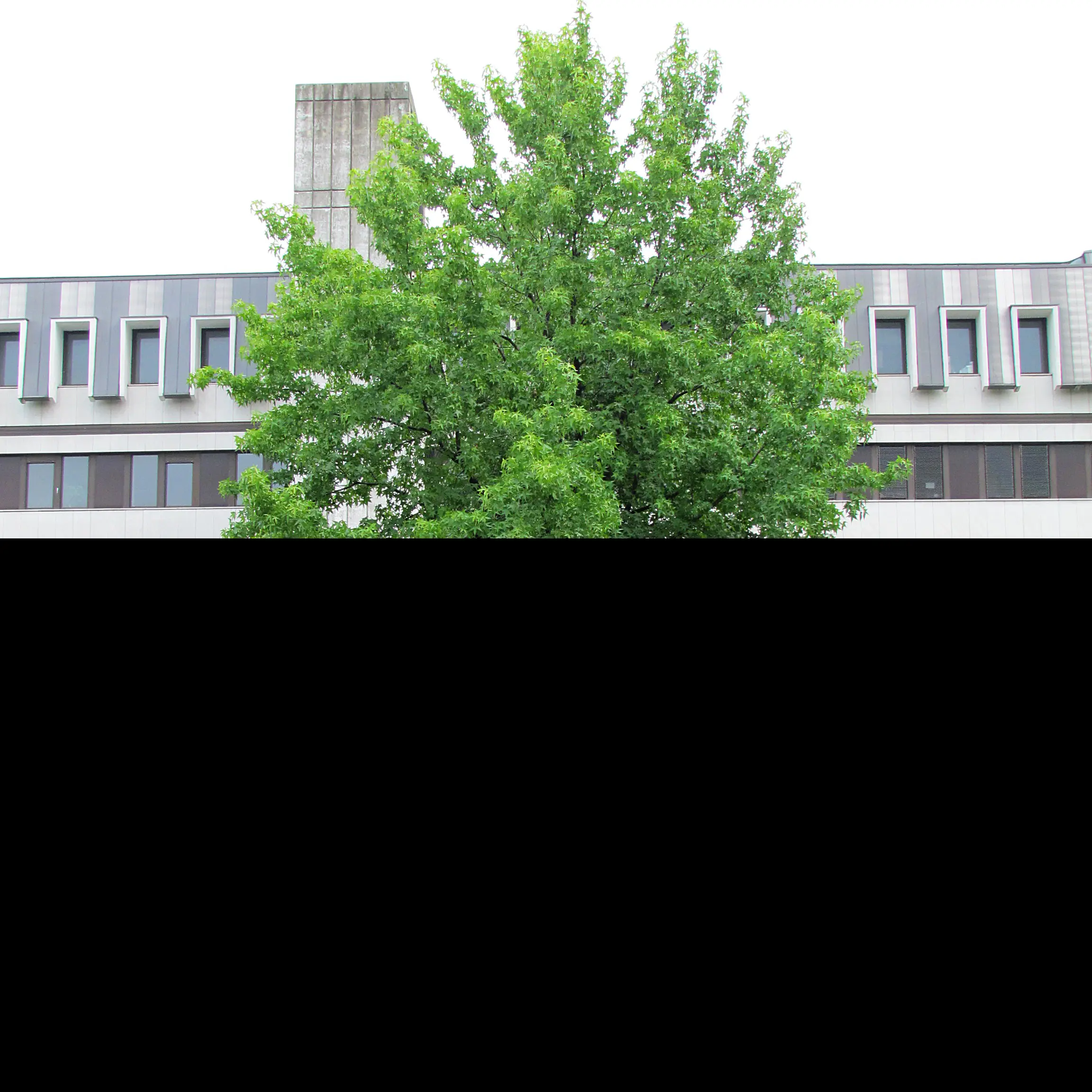 Sweet Gum Tree 40/60cm (2L) - Image 11