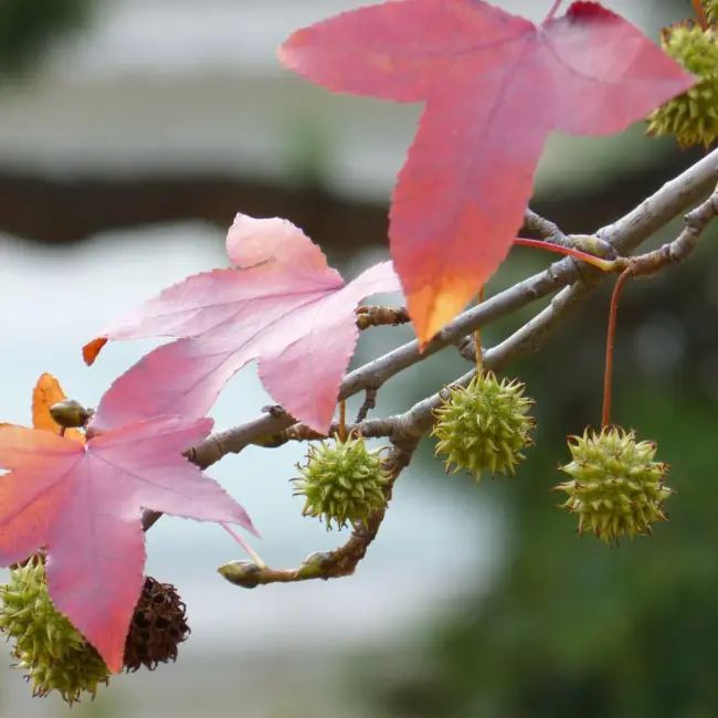 Sweet Gum Tree 60/80cm (2L) - Image 8