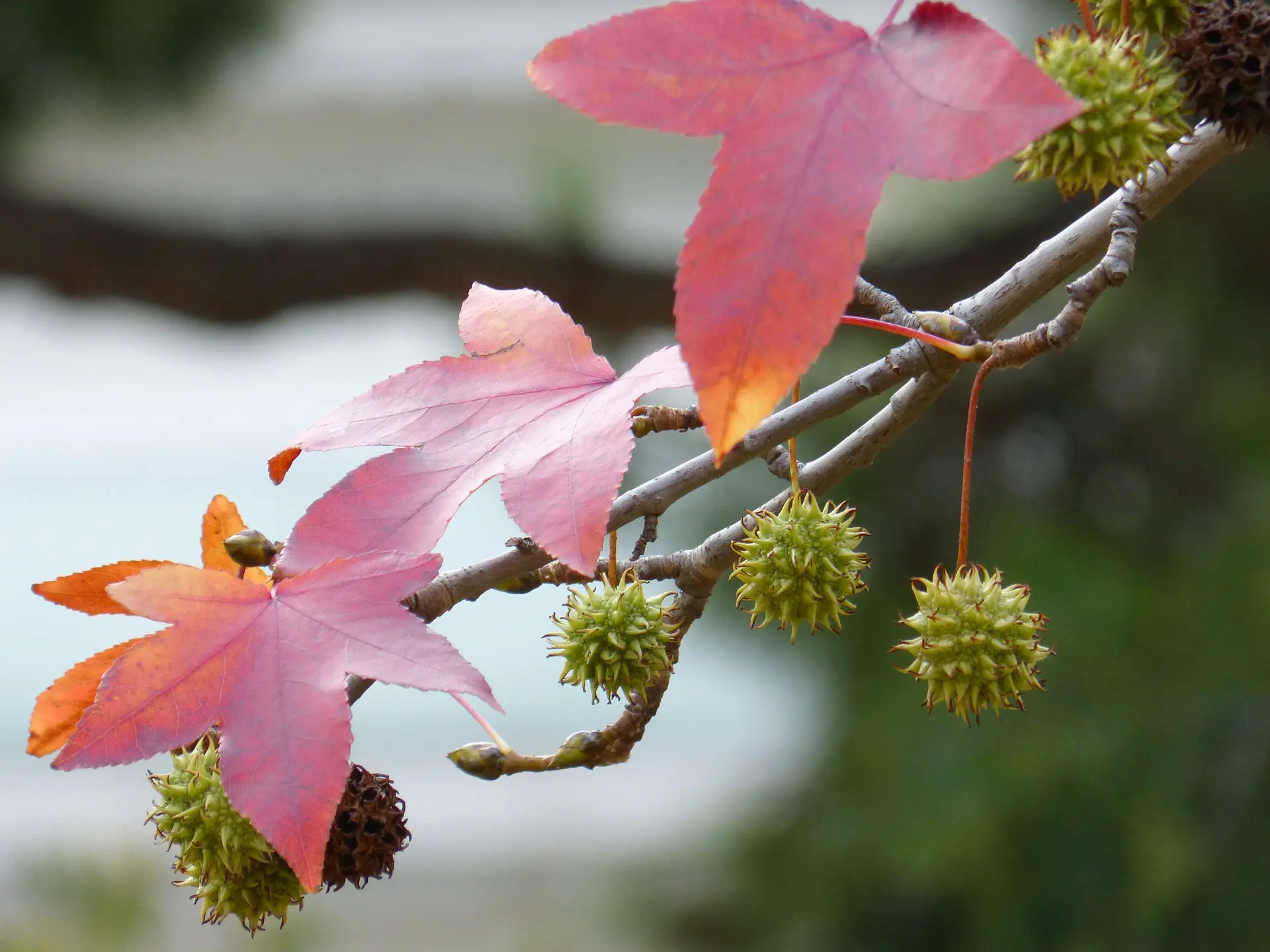 Sweet Gum Tree 40/60cm (2L) - Image 9