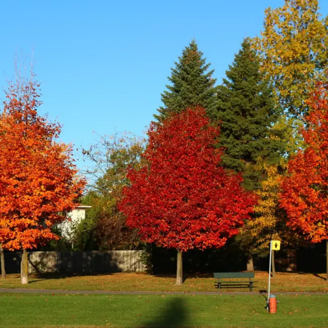 Sweet Gum Tree 60/80cm (2L) - Image 11
