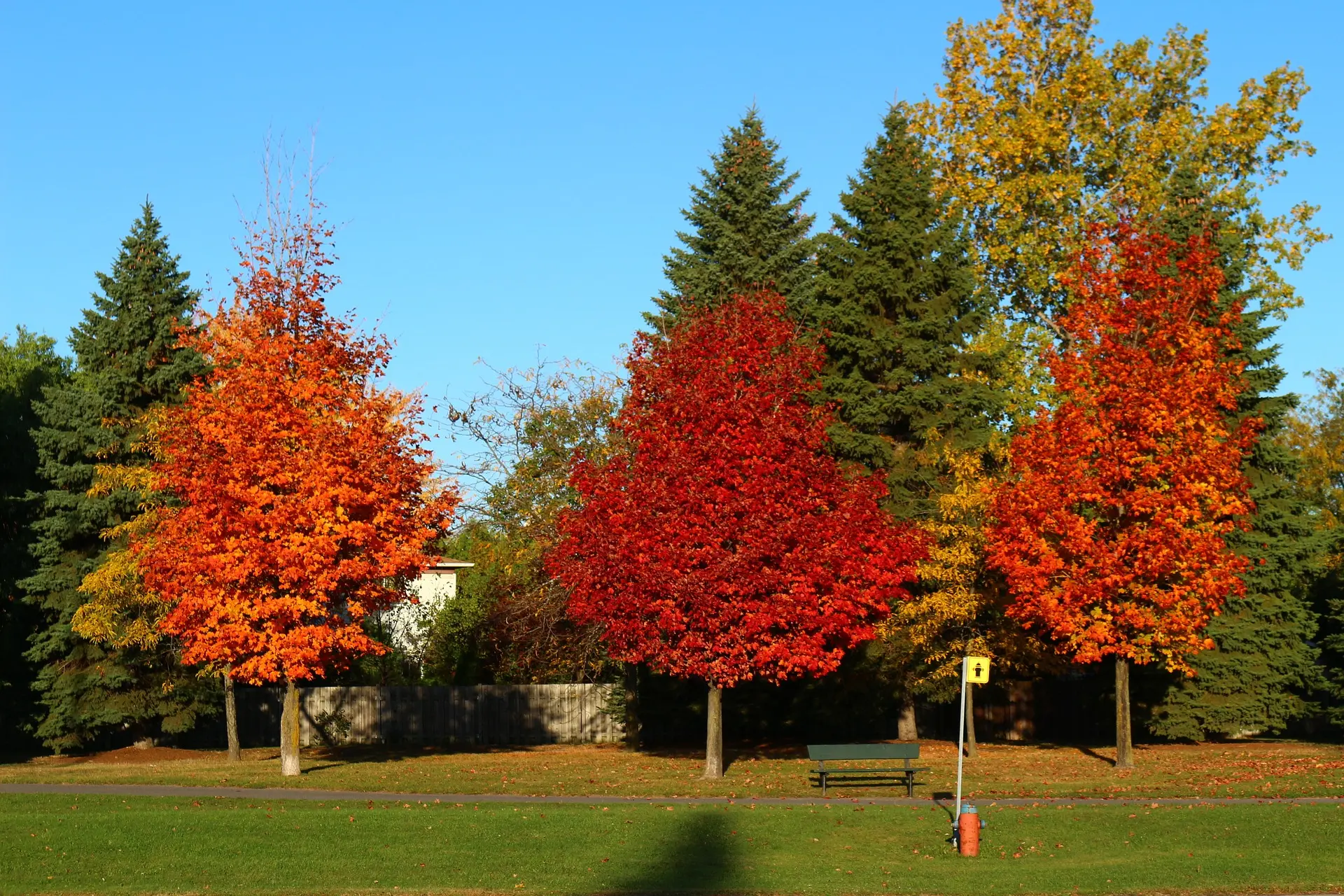 Sweet Gum Tree 40/60cm (2L) - Image 12