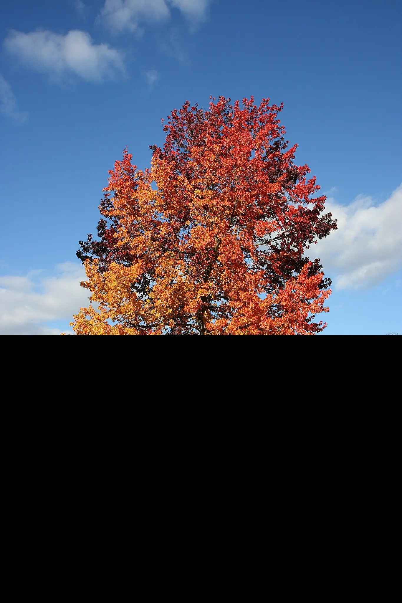 Sweet Gum Tree 40/60cm (2L) - Image 13