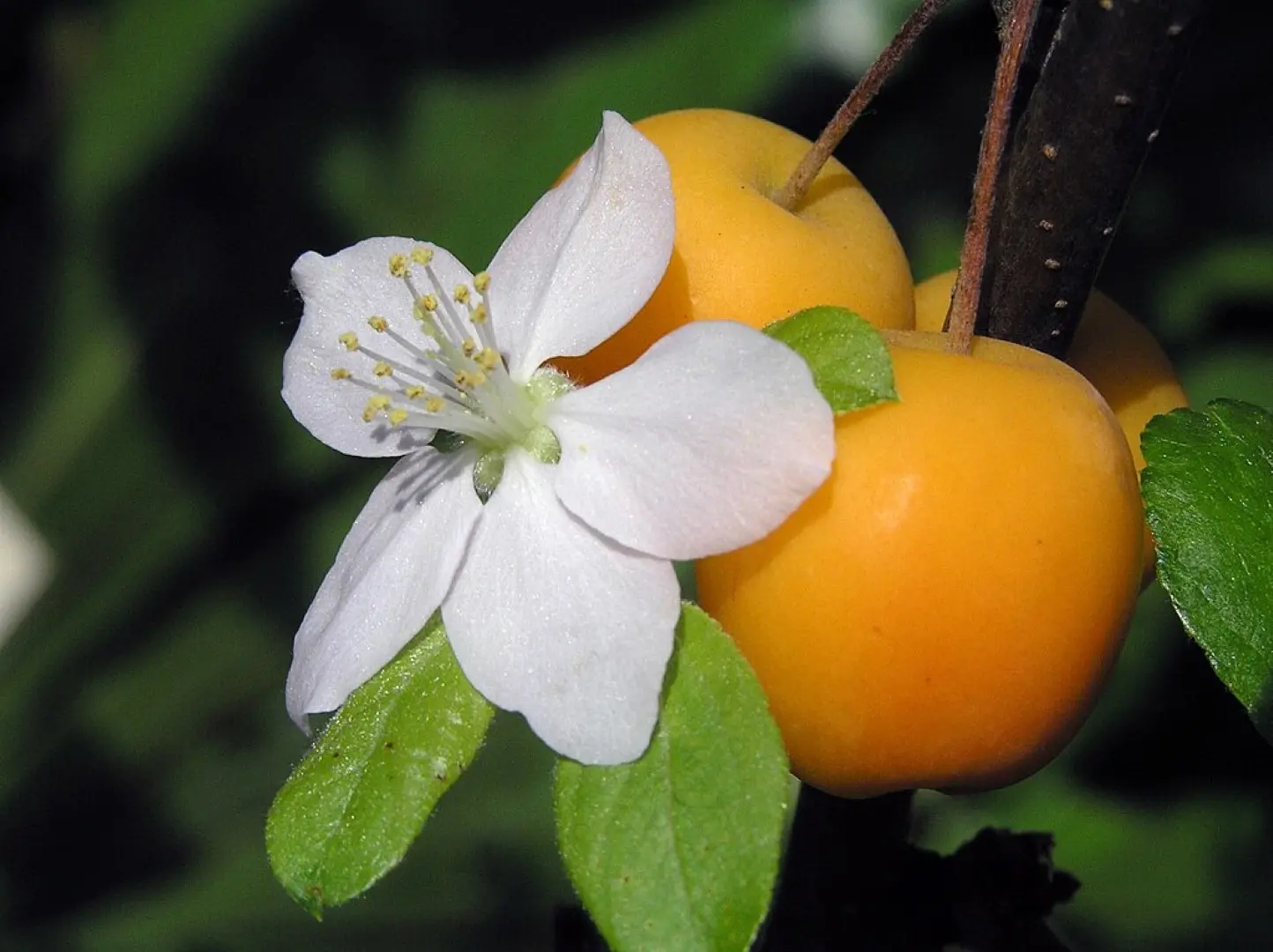 Crab Apple 'Golden Hornet' Tree 60/80cm (2L) - Image 9
