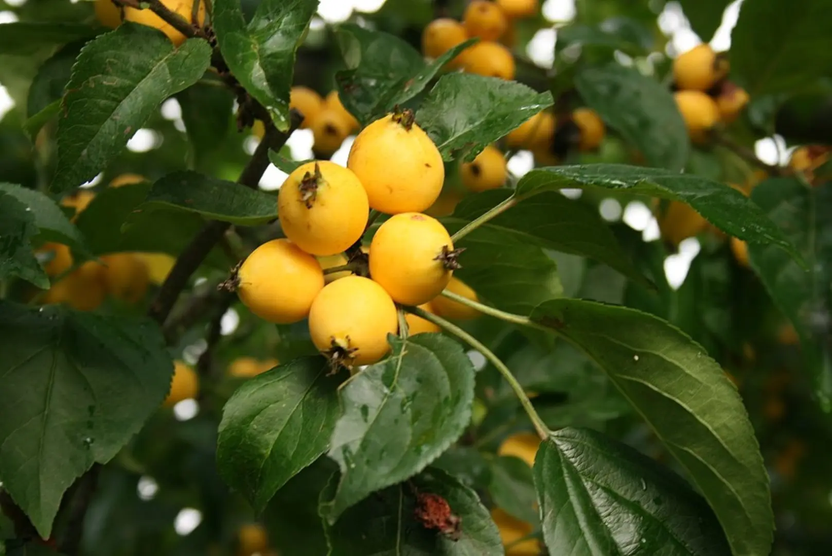 Crab Apple 'Golden Hornet' Tree 60/80cm (2L) - Image 7