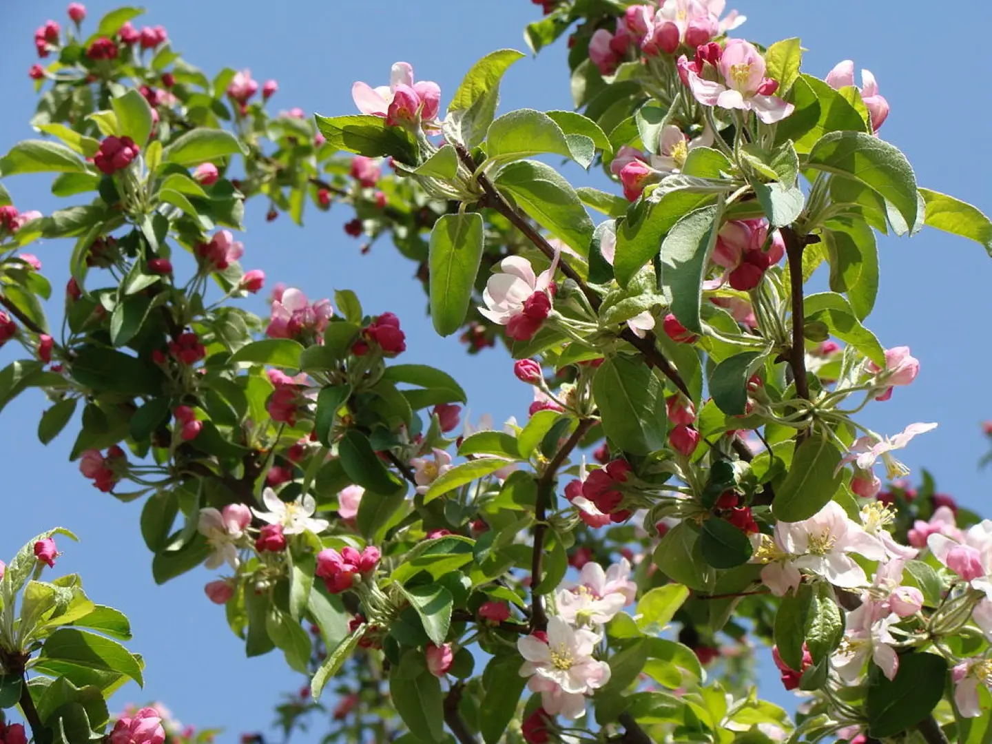 Crab Apple 'Golden Hornet' Tree 60/80cm (2L) - Image 8