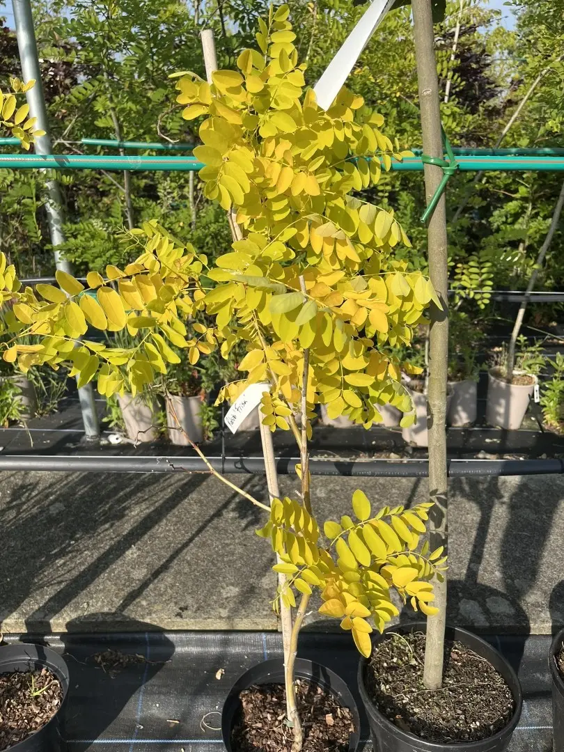 Robinia pseudoacacia 'Frisia'
