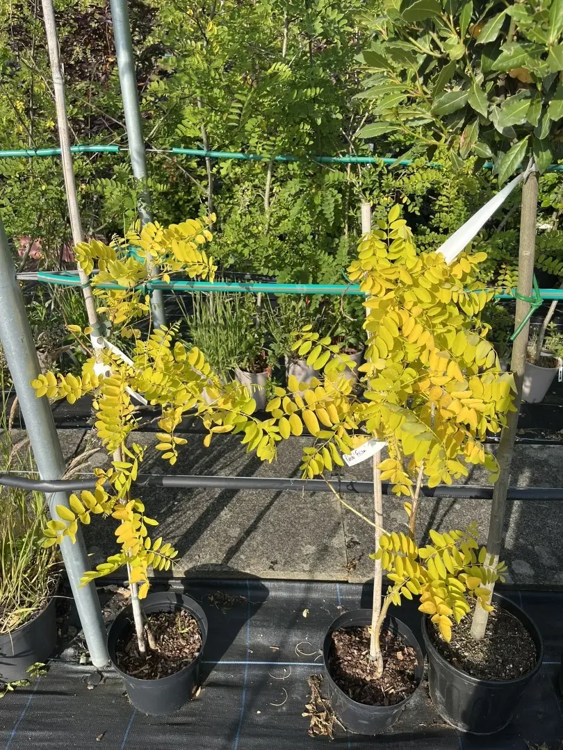 Robinia pseudoacacia 'Frisia'