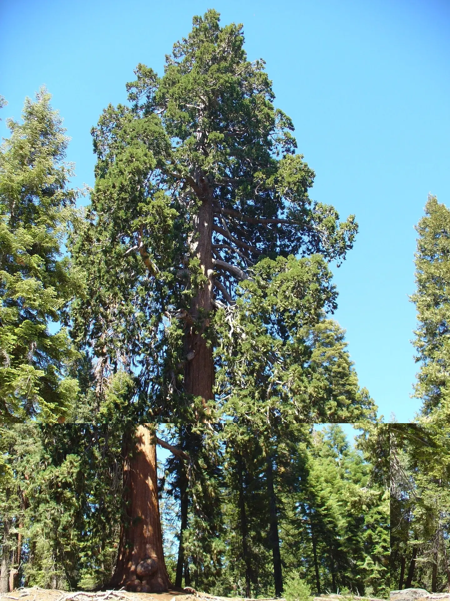 Sequoia sempervirens Coast / California Redwood Tree