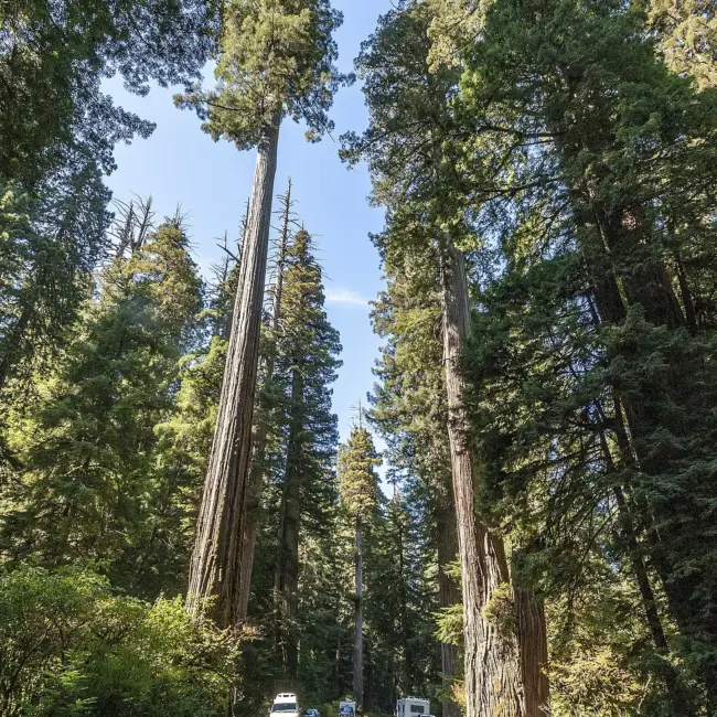 Sequoia sempervirens Coast / California Redwood Tree