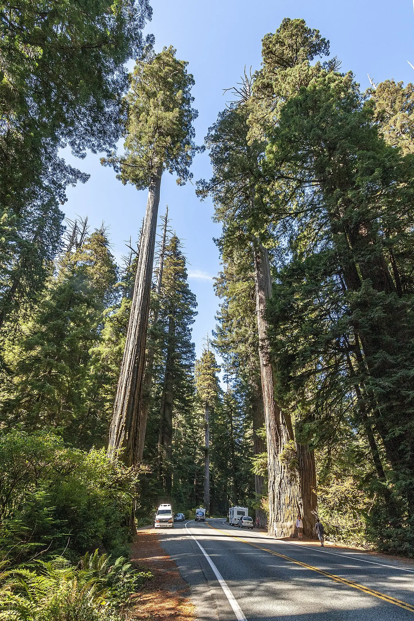 Sequoia sempervirens Coast / California Redwood Tree