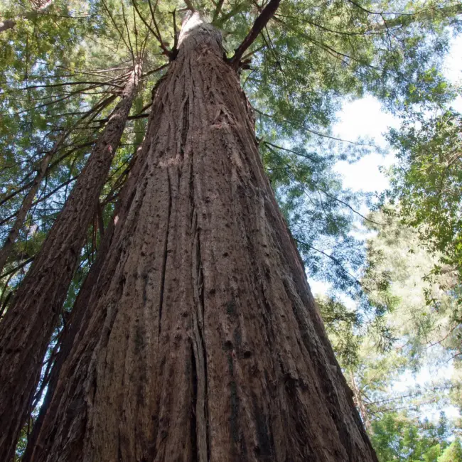 Sequoia sempervirens Coast / California Redwood Tree