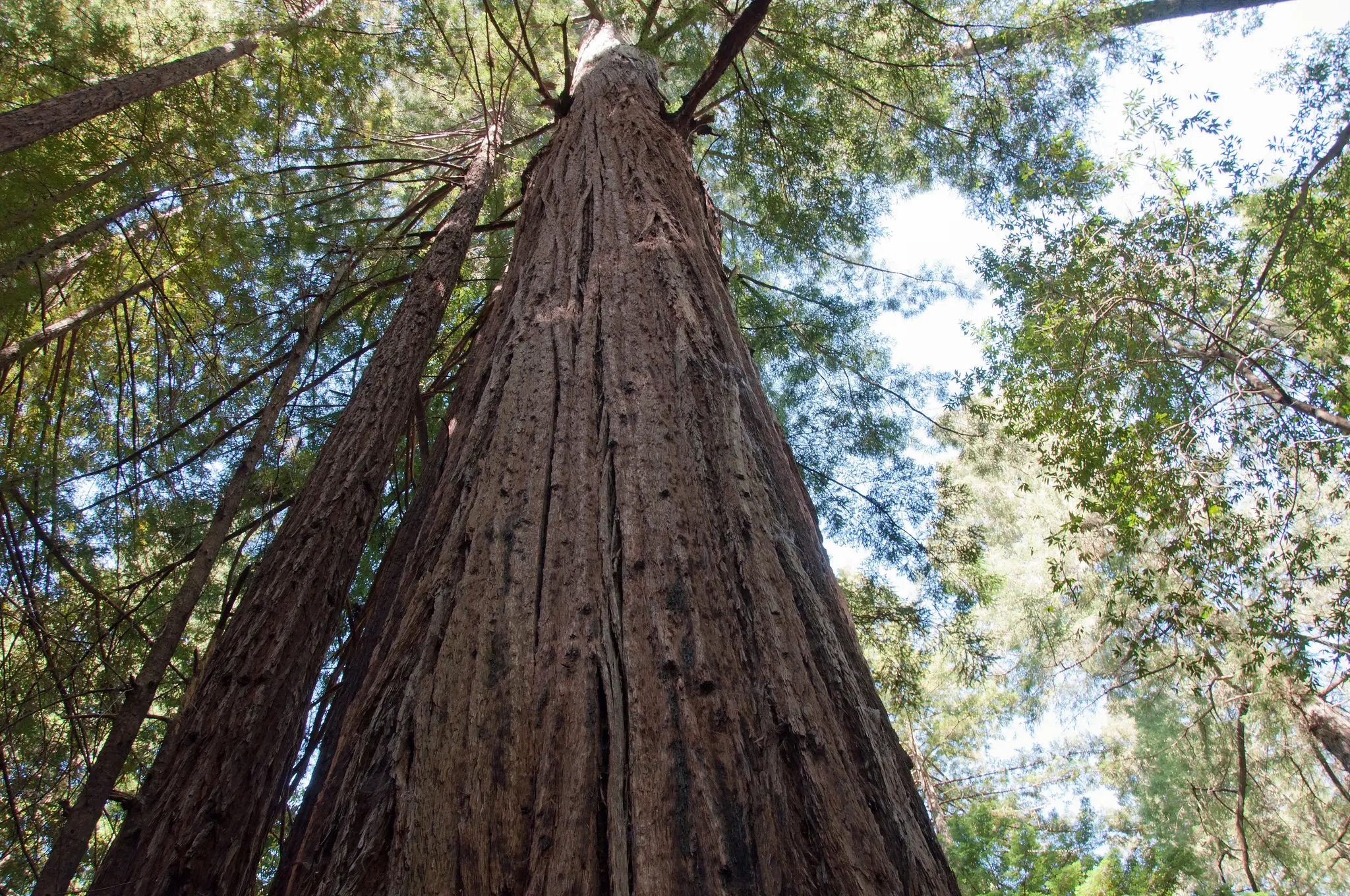 Sequoia sempervirens Coast / California Redwood Tree