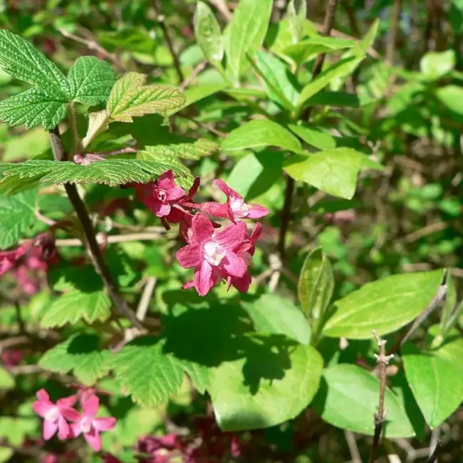 Flowering Currant 60/80cm (2L) - Image 4