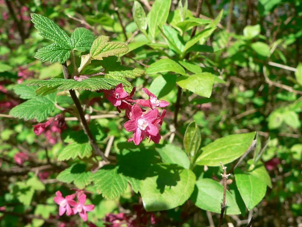 Flowering Currant 60/80cm (3L) - Image 4