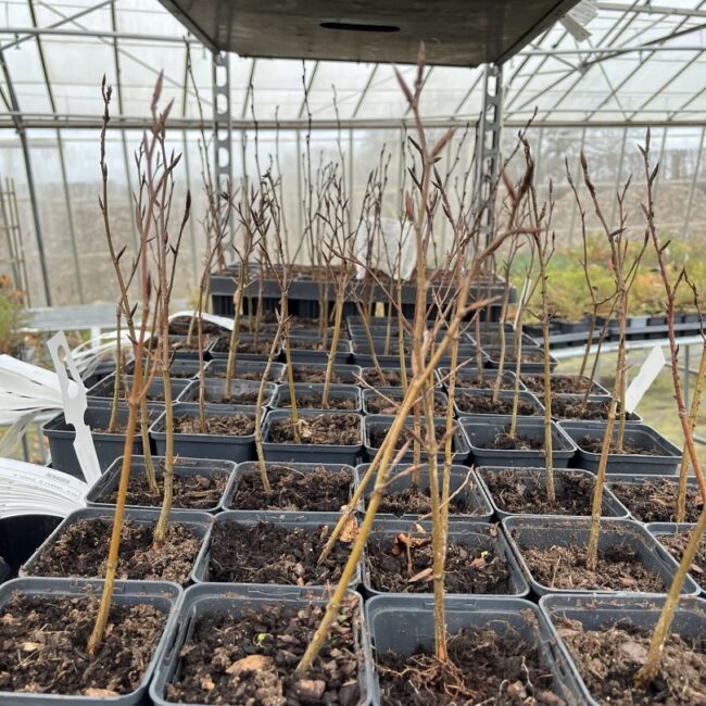 Beech Trees - Fagus sylvatica