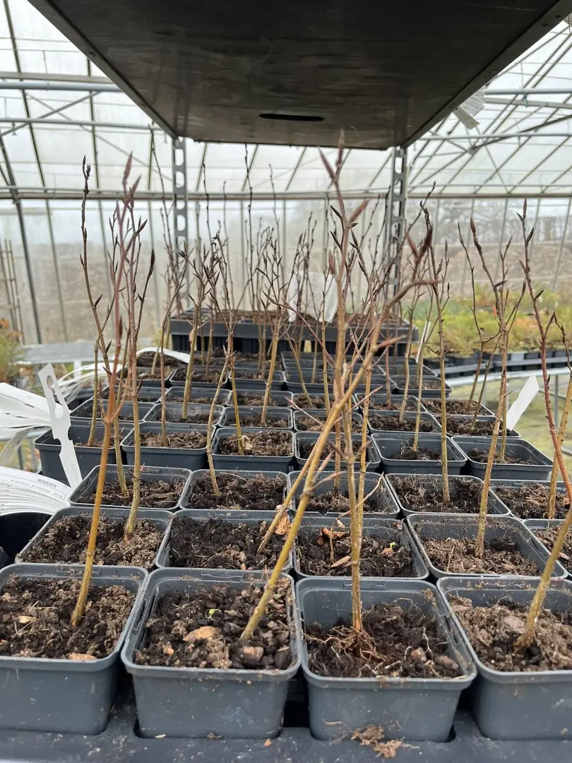 Beech Trees - Fagus sylvatica