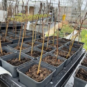 Beech Trees - Fagus sylvatica