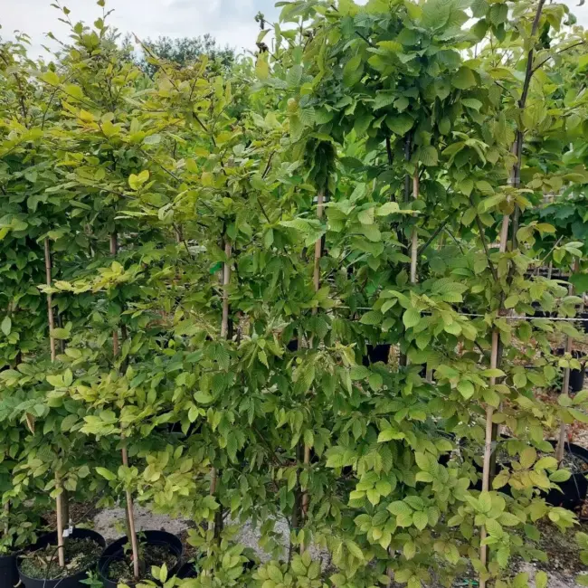 Caprinus Betulus - Hornbeam Hedging