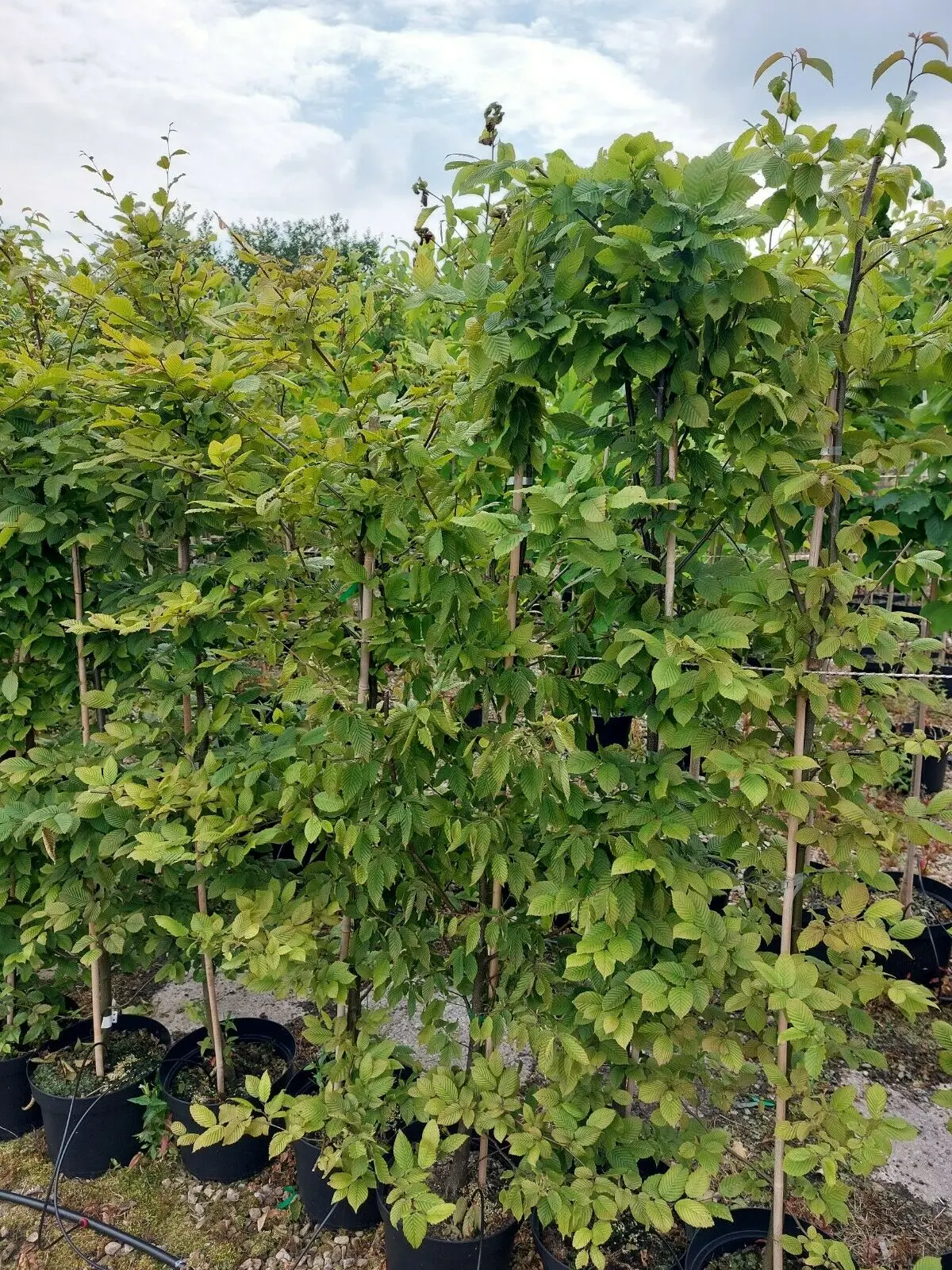 Caprinus Betulus - Hornbeam Hedging