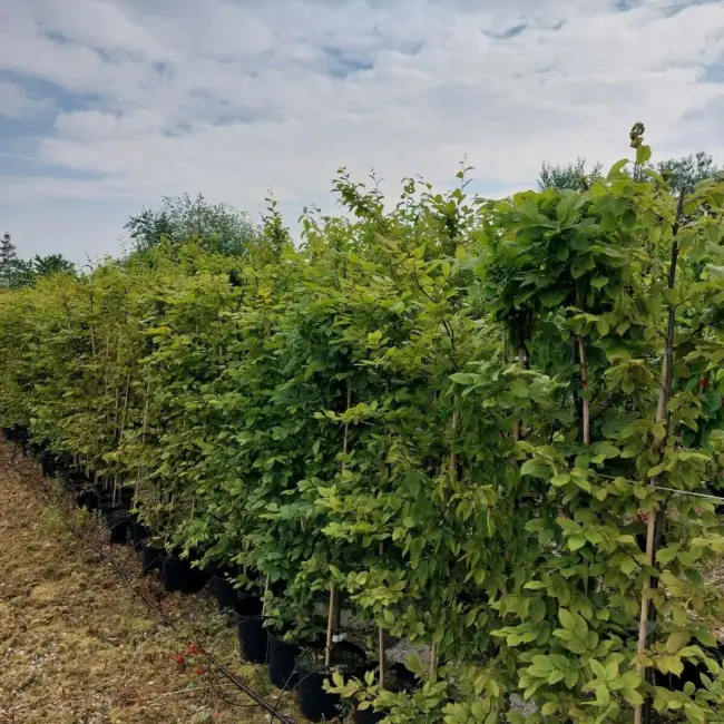 Caprinus Betulus - Hornbeam Hedging