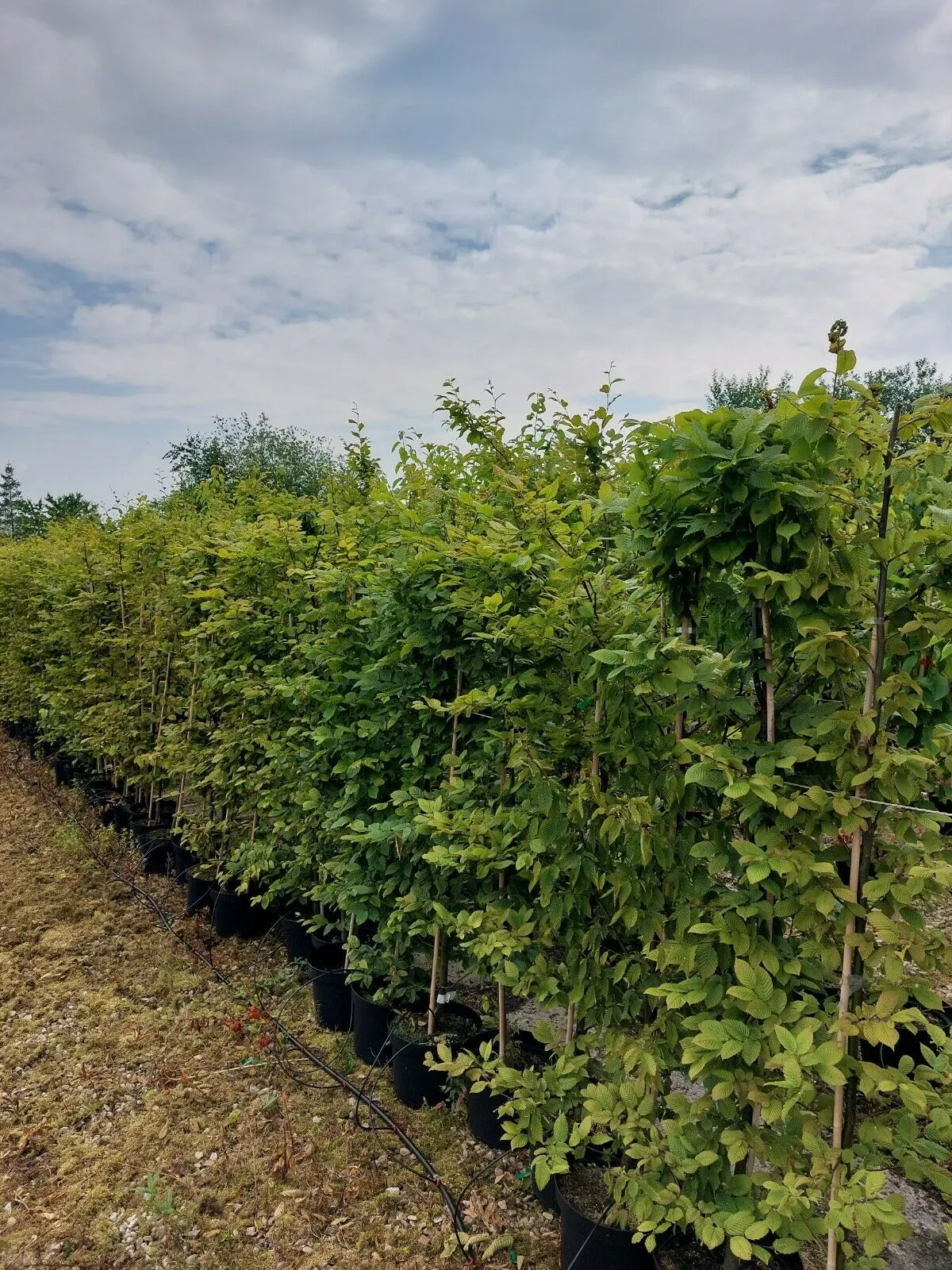 Caprinus Betulus - Hornbeam Hedging