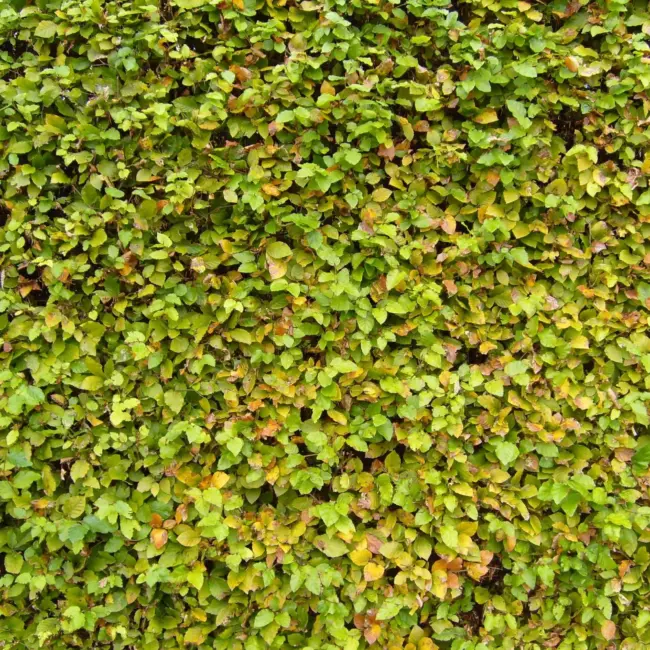 Carpinus betulus - Hornbeam