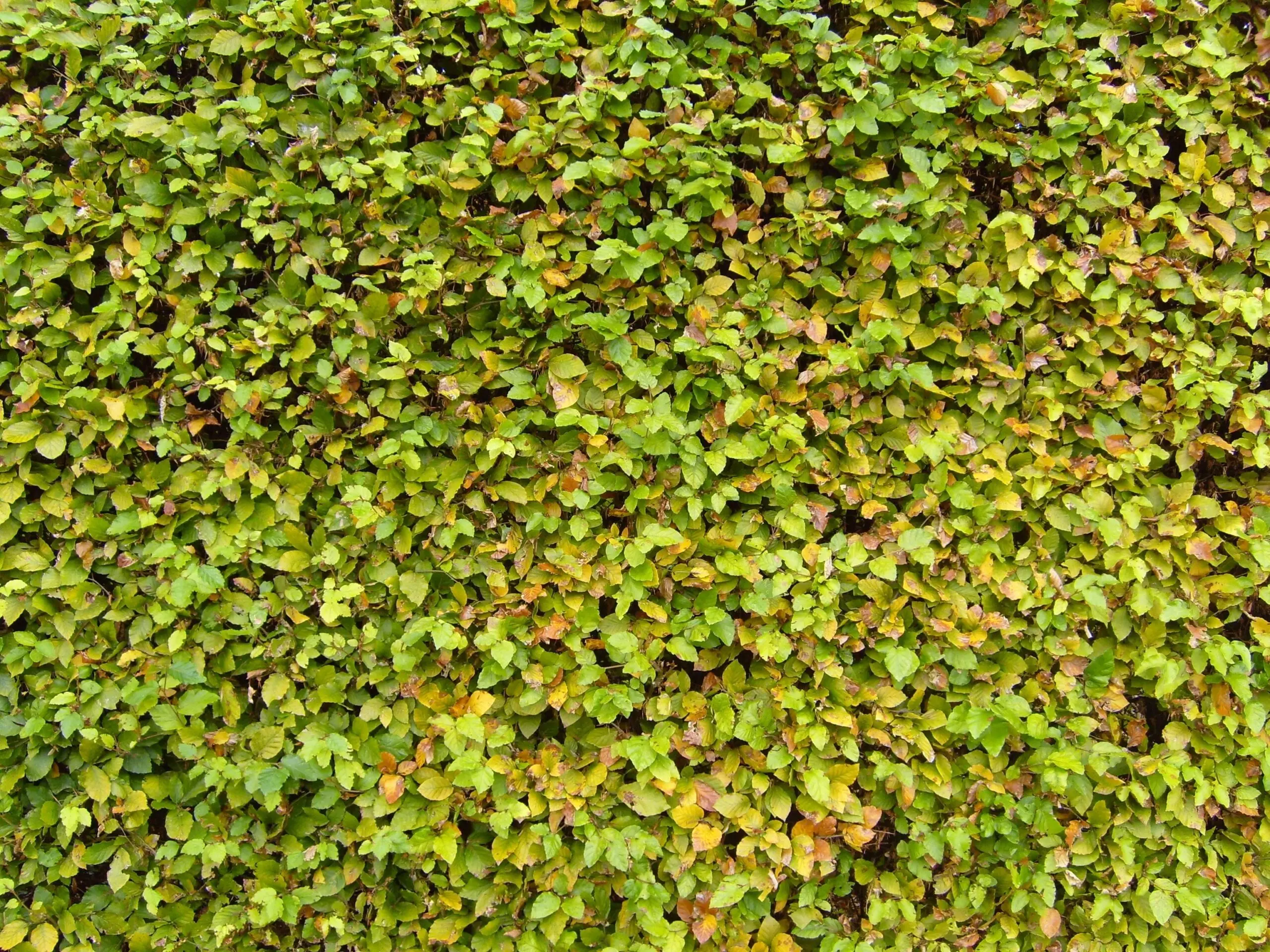Carpinus betulus - Hornbeam