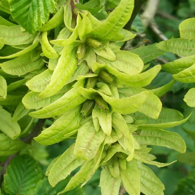 Carpinus betulus - Hornbeam