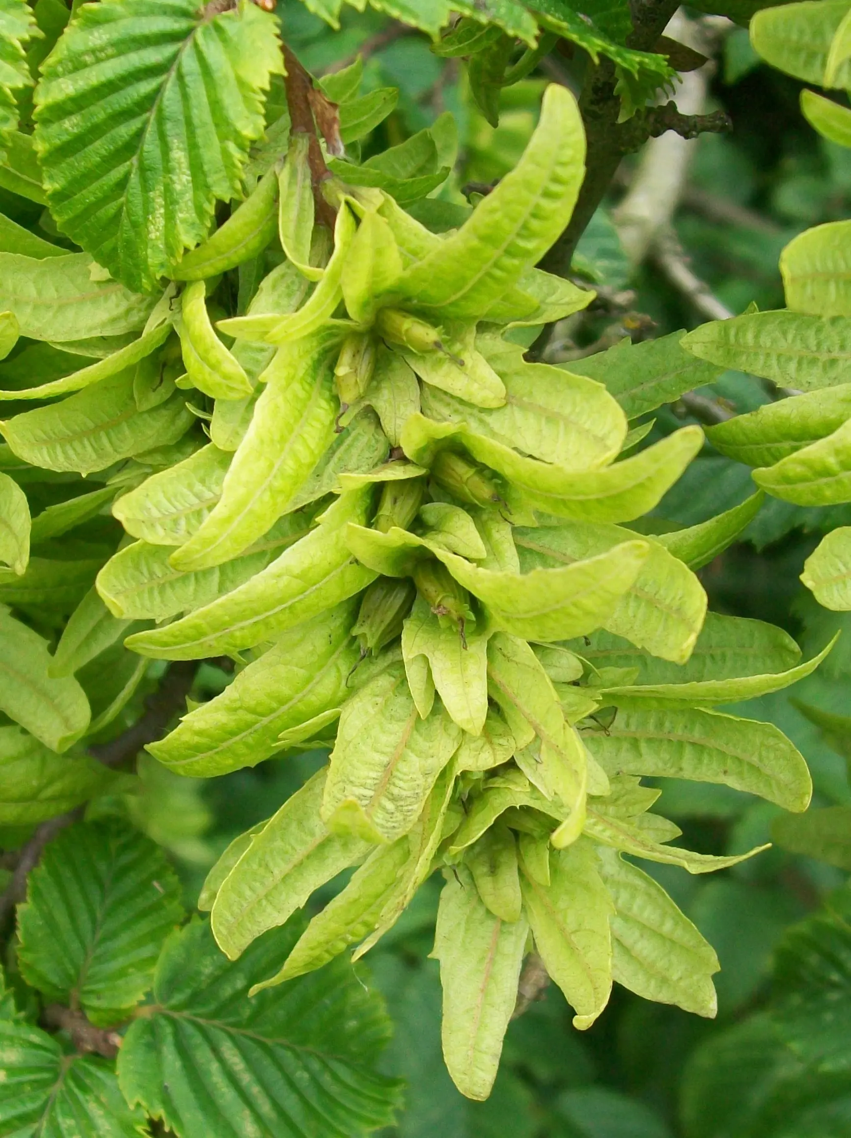 Carpinus betulus - Hornbeam