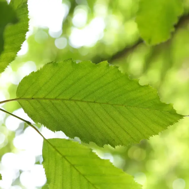 Carpinus betulus - Hornbeam