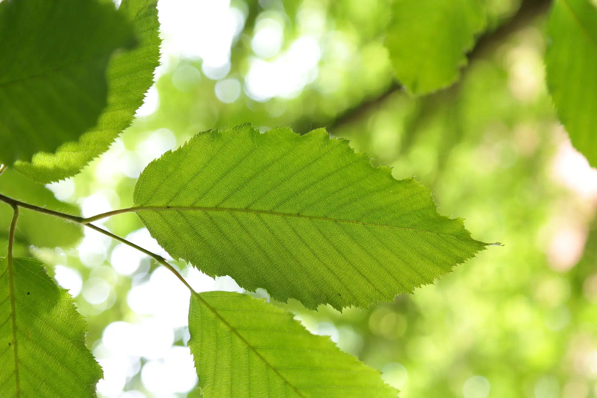 Carpinus betulus - Hornbeam