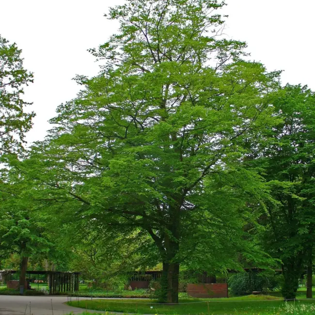 Carpinus betulus - Hornbeam