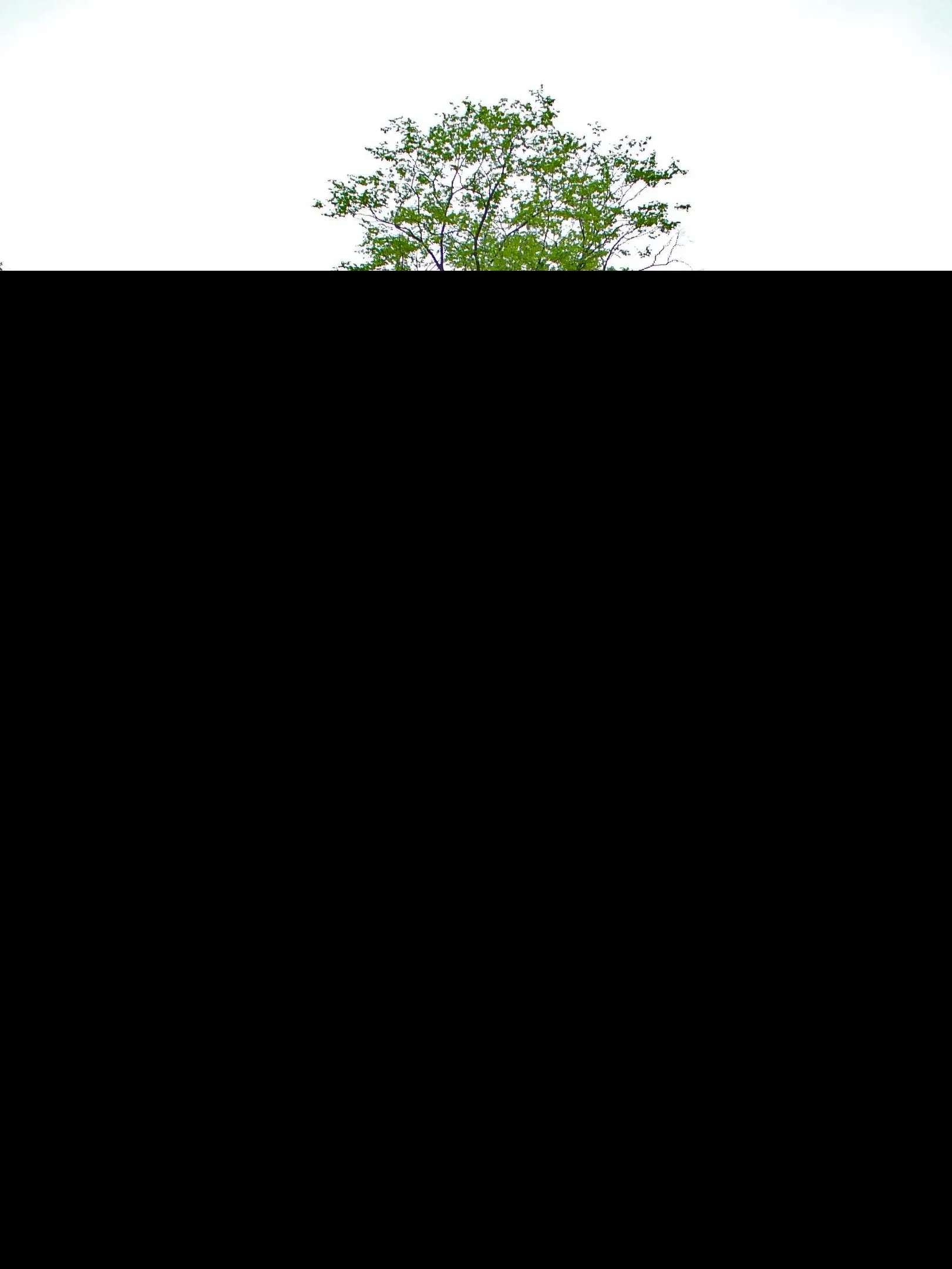 Carpinus betulus - Hornbeam