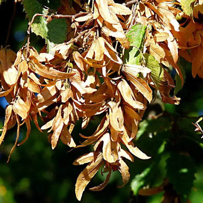 Carpinus betulus - Hornbeam