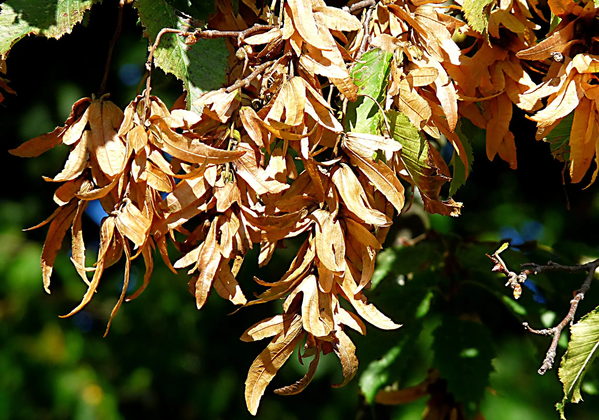 Carpinus betulus - Hornbeam