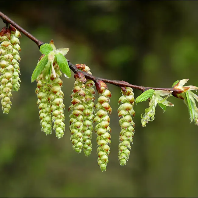 Carpinus betulus - Hornbeam
