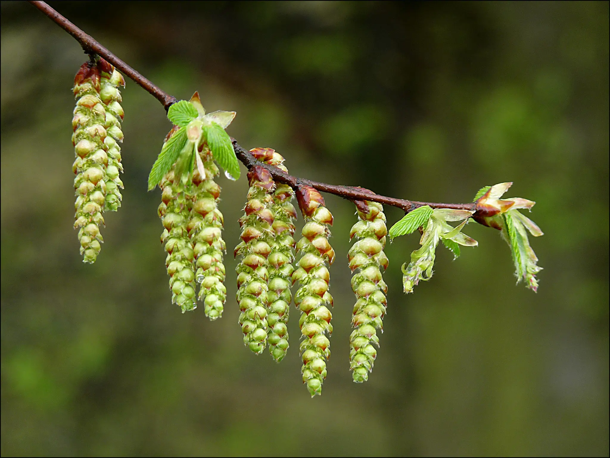 Carpinus betulus - Hornbeam