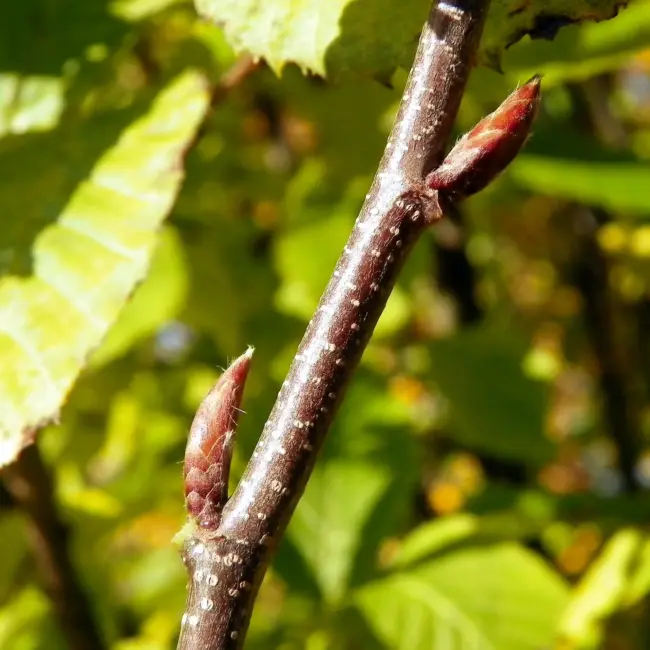 Carpinus betulus - Hornbeam