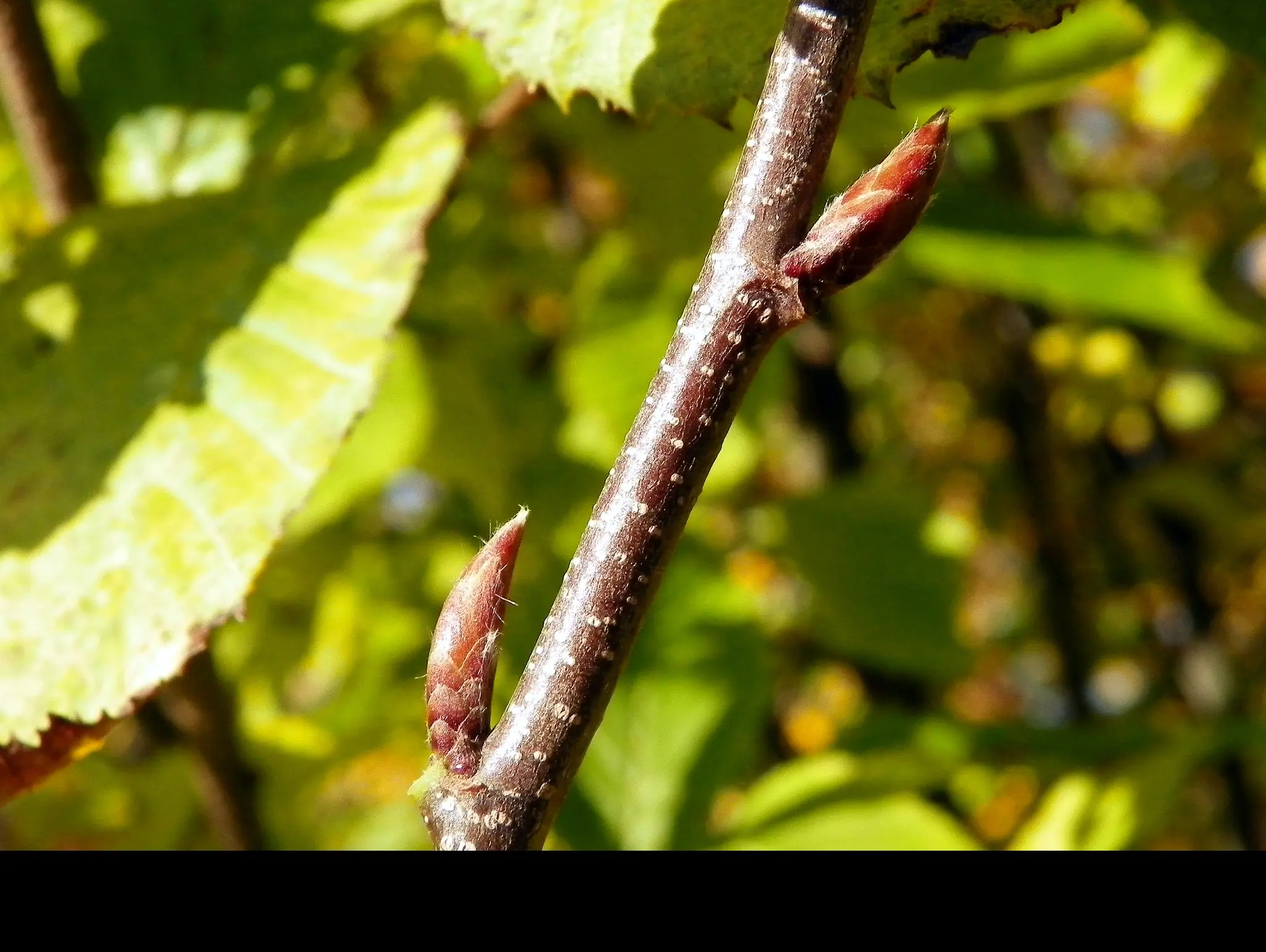 Carpinus betulus - Hornbeam