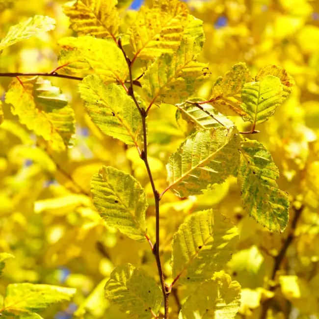 Carpinus betulus - Hornbeam