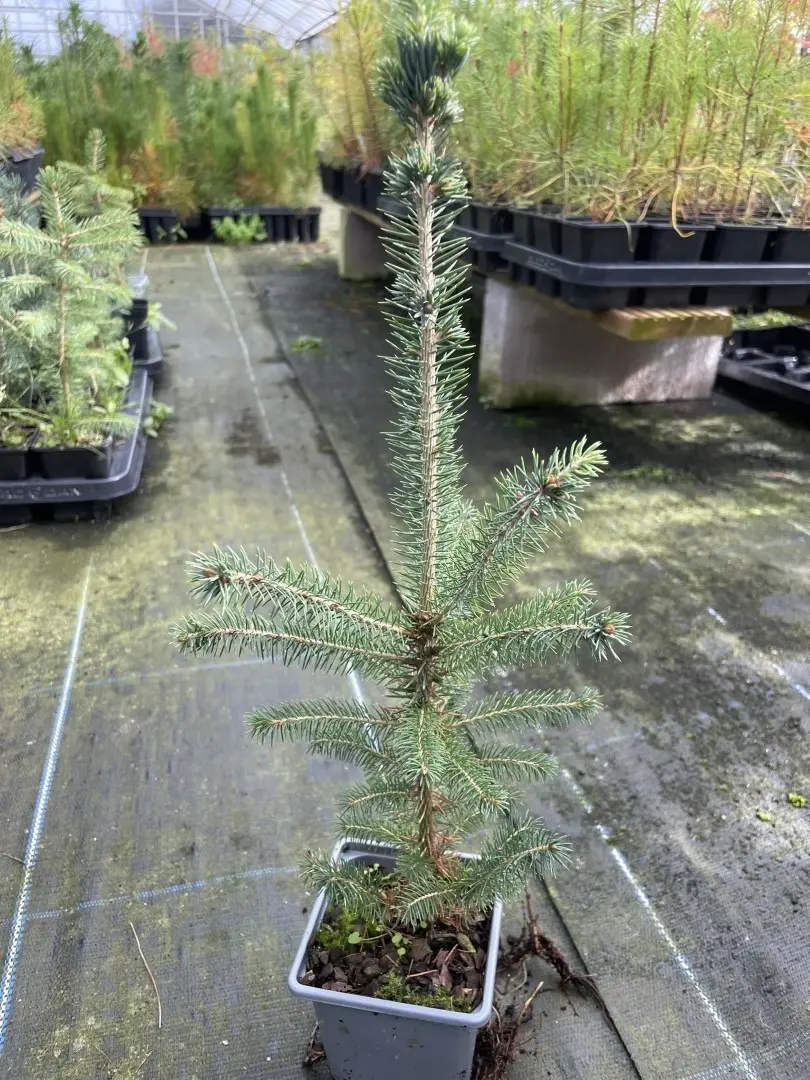 Colorado Blue Spruce - Picea pungens glauca