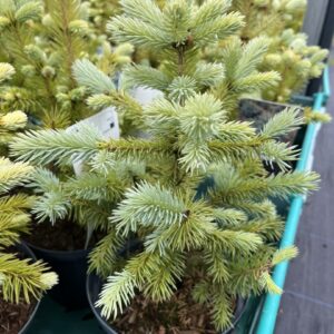 Colorado Blue Spruce 'Super Blue' - Picea pungens 'Super Blue'