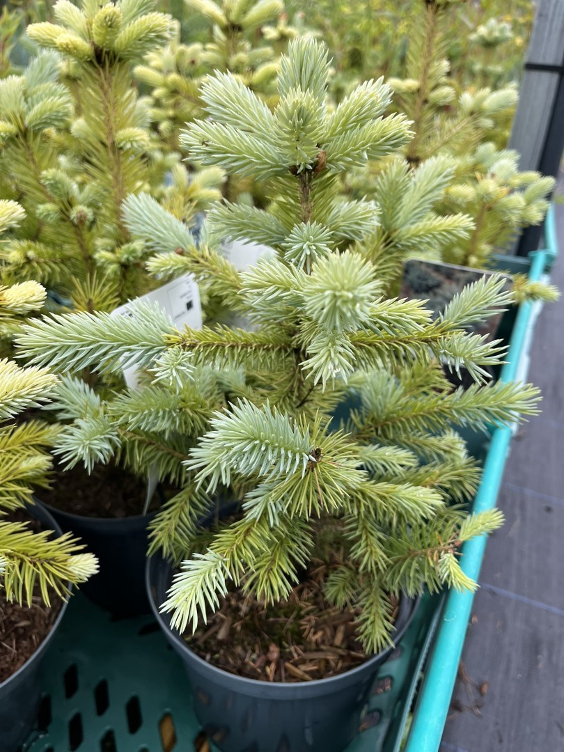 Colorado Blue Spruce 'Super Blue' - Picea pungens 'Super Blue'