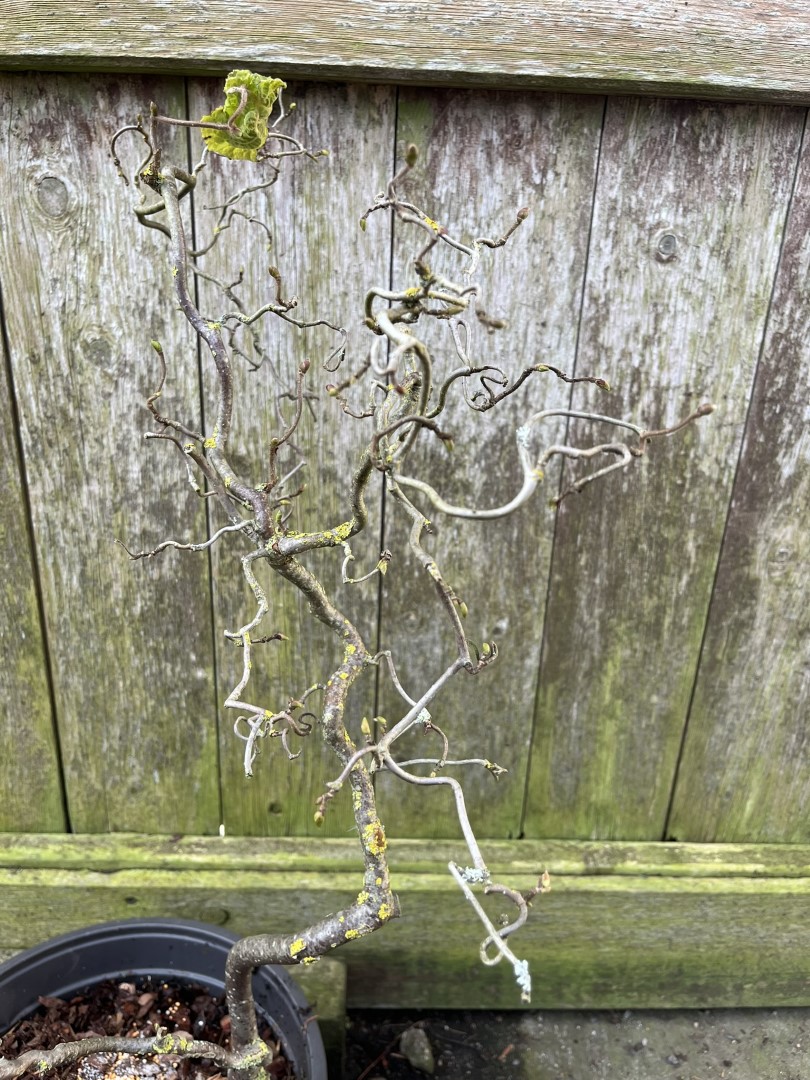 Corkscrew Hazel - Red Majestic - Image 8
