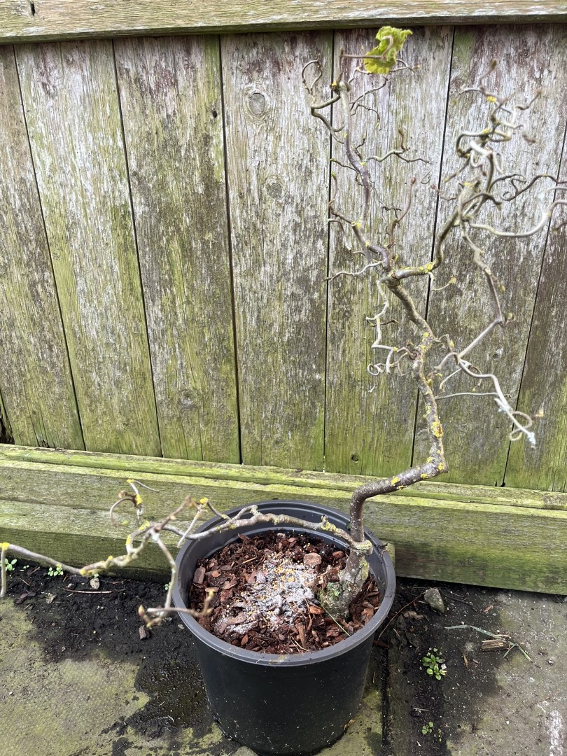 Corkscrew Hazel - Red Majestic - Image 6