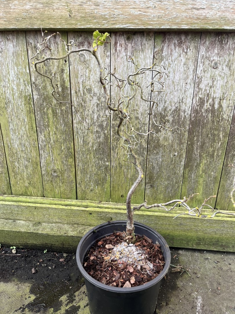 Corkscrew Hazel - Red Majestic - Image 7