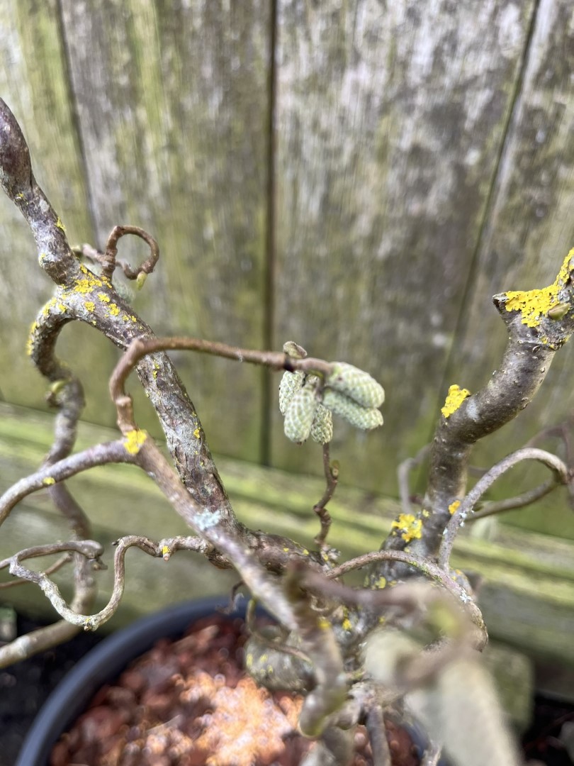 Corkscrew Hazel - Red Majestic - Image 5